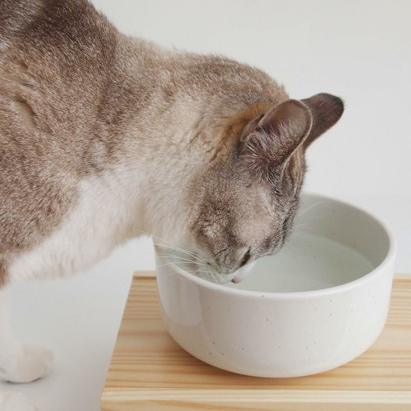 猫用食器のヘルスウォーターボウルMサイズ