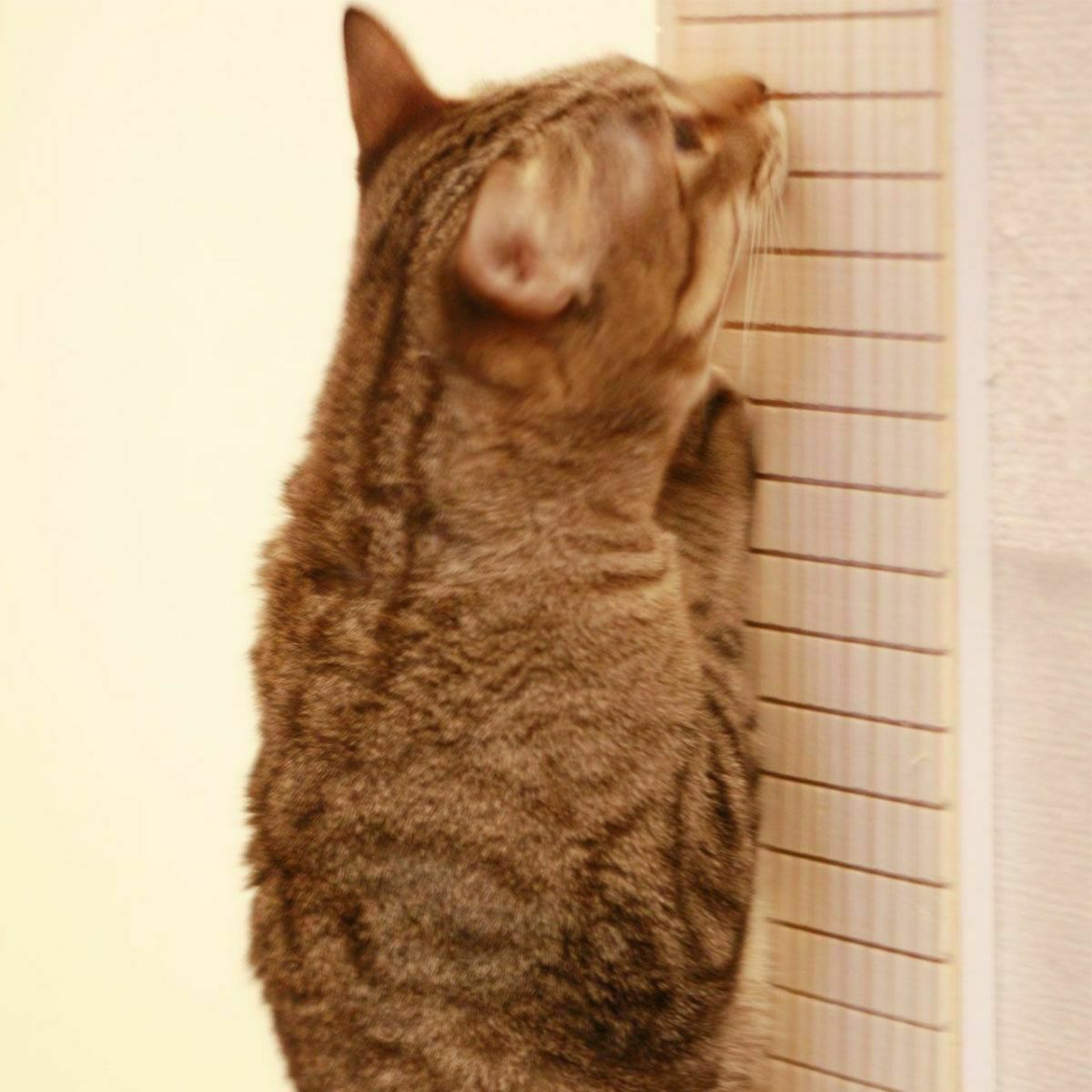 ナチュラルな天然木使用の猫爪とぎガード壁コーナー用