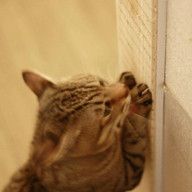 爪とぎ 防止 壁保護 猫 日本製 無垢材 おしゃれ 壁まもる君 角 コーナー用 ぎざぎざタイプ 一式セット