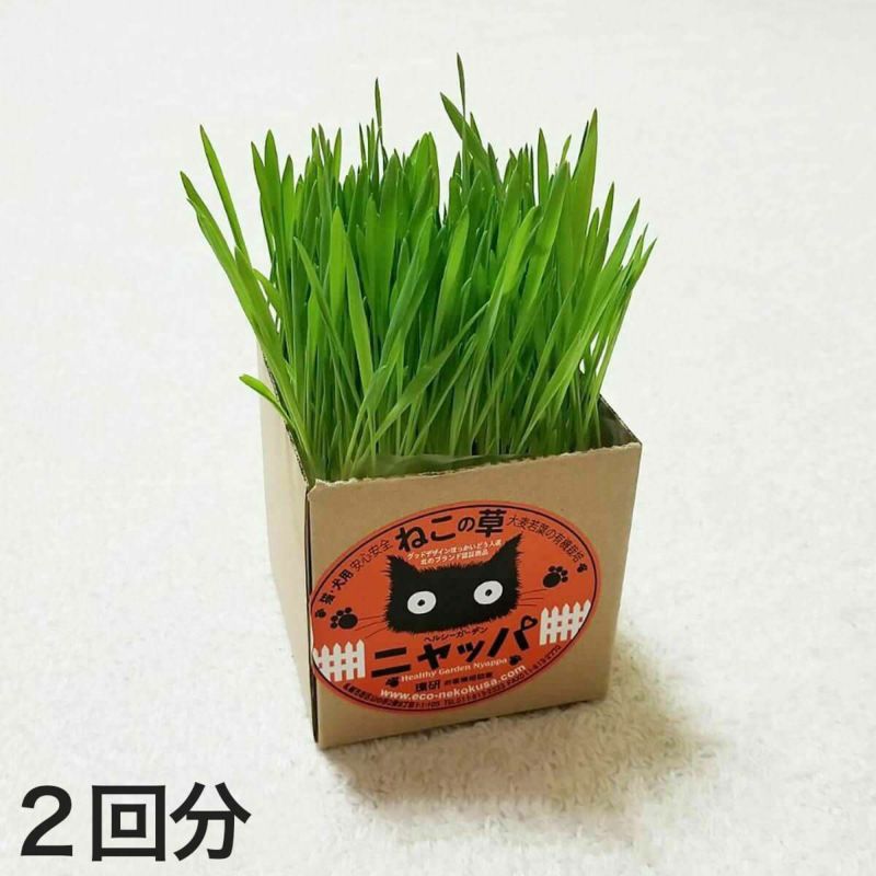 無農薬の北海道産100％。猫草ニャッパ2回分