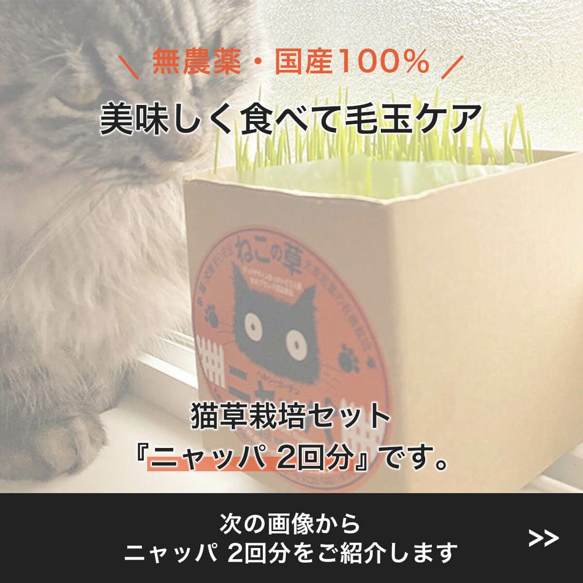 無農薬の北海道産100％。猫草ニャッパ2回分