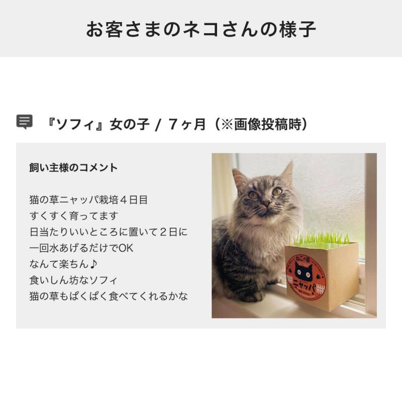お客さまのネコさんの様子