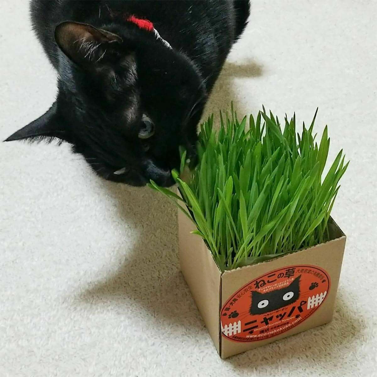 無農薬の北海道産100％。猫草ニャッパ2回分