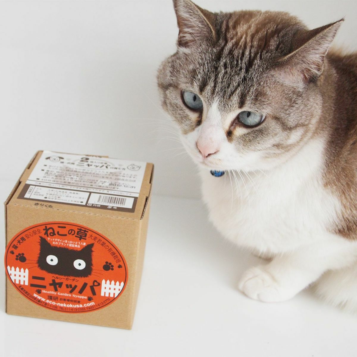 無農薬の北海道産100％。猫草ニャッパ2回分