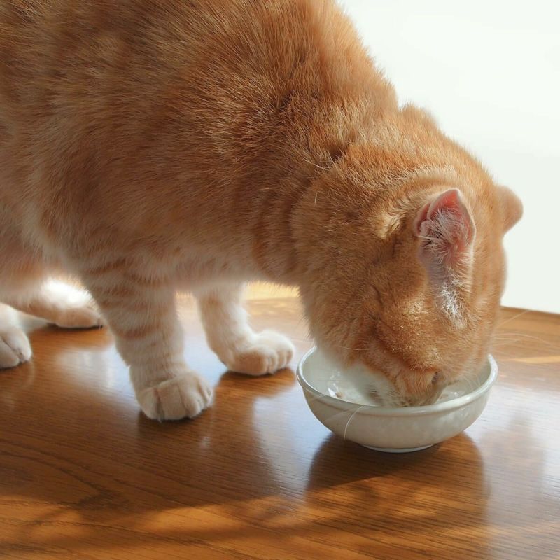 猫のおやつやスープに猫専用食器ヘルスウォータートリーツボウル