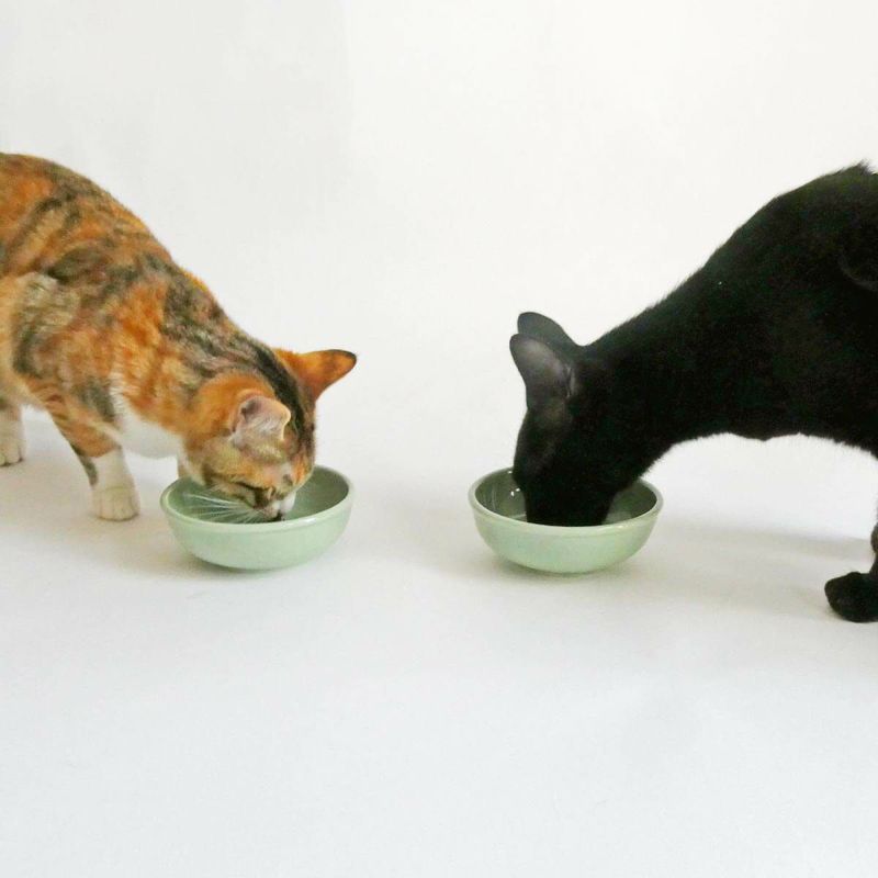 猫のおやつやスープに猫専用食器ヘルスウォータートリーツボウル