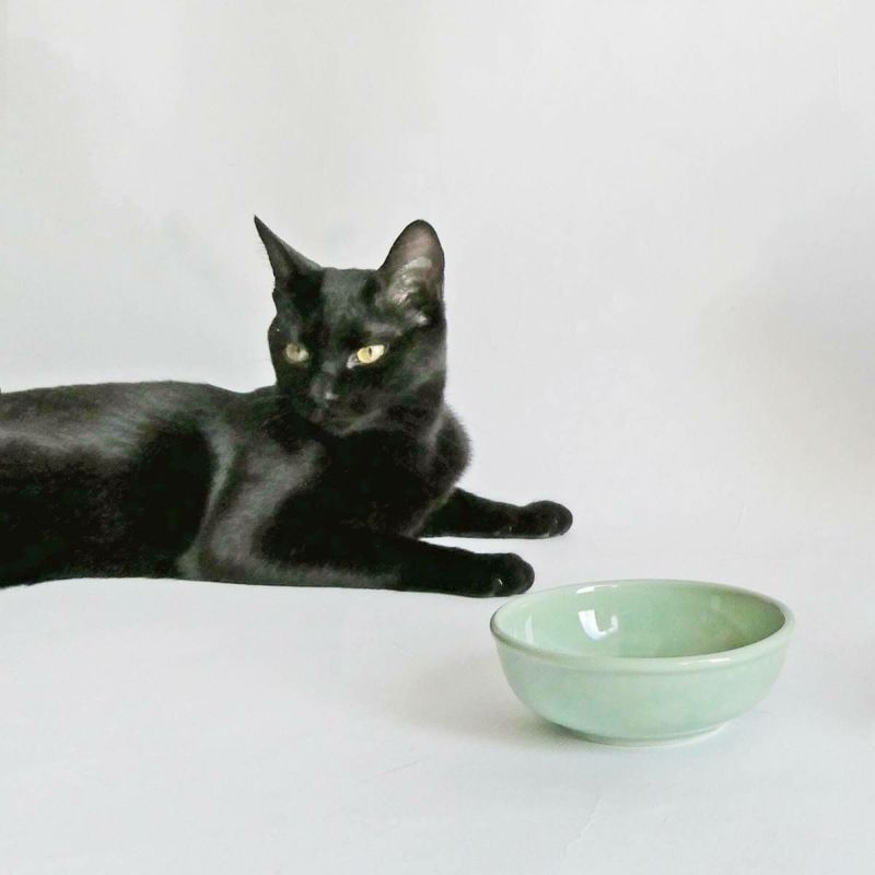 猫のおやつやスープに猫専用食器ヘルスウォータートリーツボウル