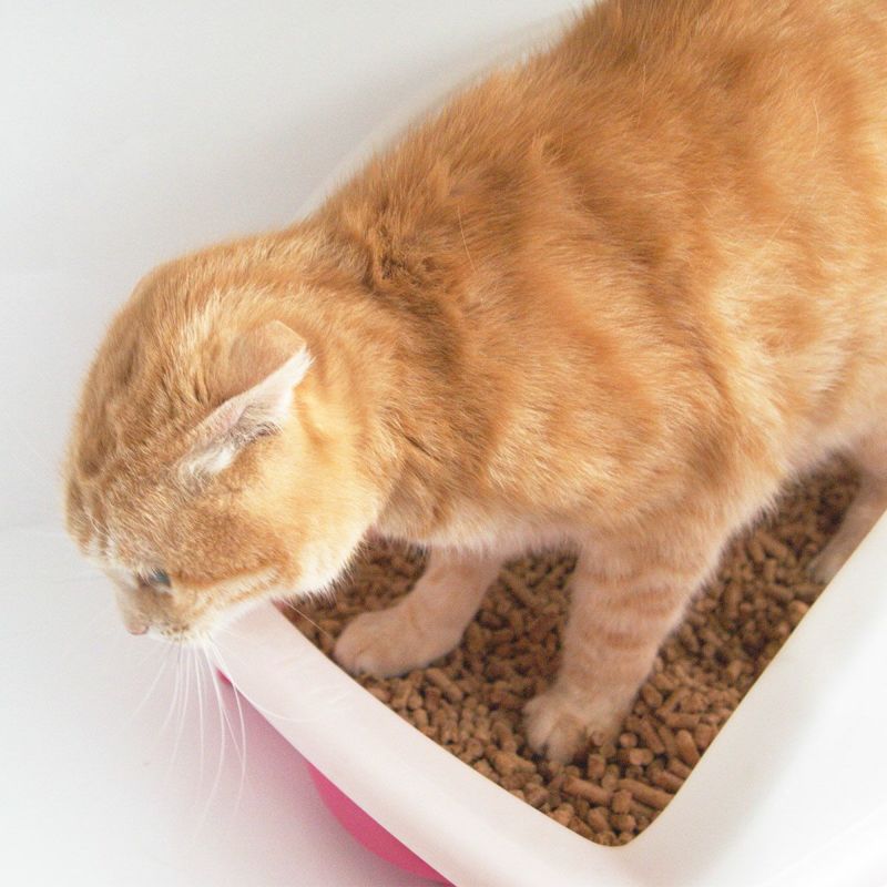 国産無添加ウッドチップの小さな村の猫砂お試しサイズ