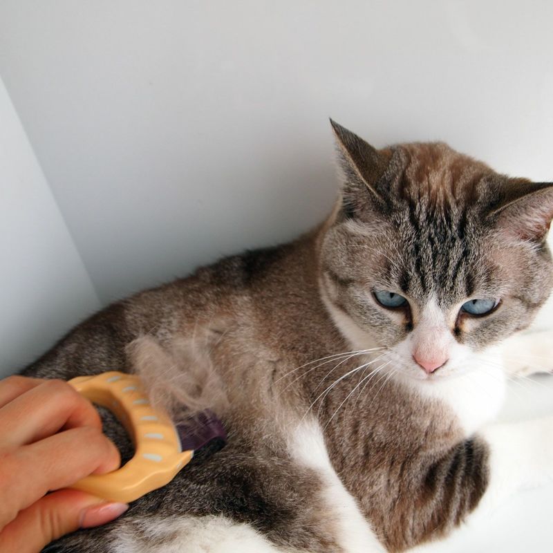 飼い主とネコさんのためのグルーミングブラシピロ―コーム正規取扱店