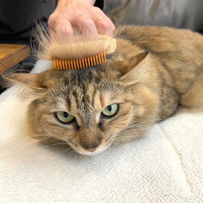 飼い主とネコさんのためのグルーミングブラシピロ―コーム正規取扱店