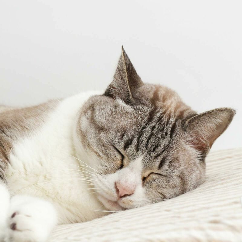 オーガニックコットン使用のリバーシブルマット猫用マットおざぶスクエアM