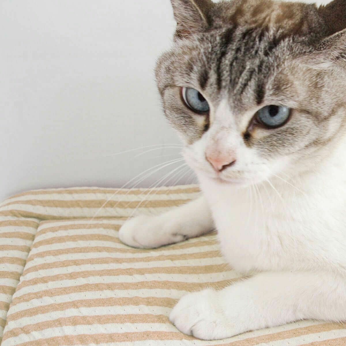 オーガニックコットン使用のリバーシブルマット猫用マットおざぶスクエアS