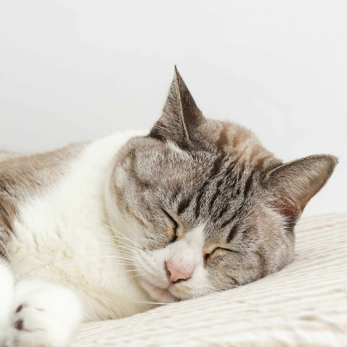 オーガニックコットン使用のリバーシブルマット猫用マットおざぶスクエアS