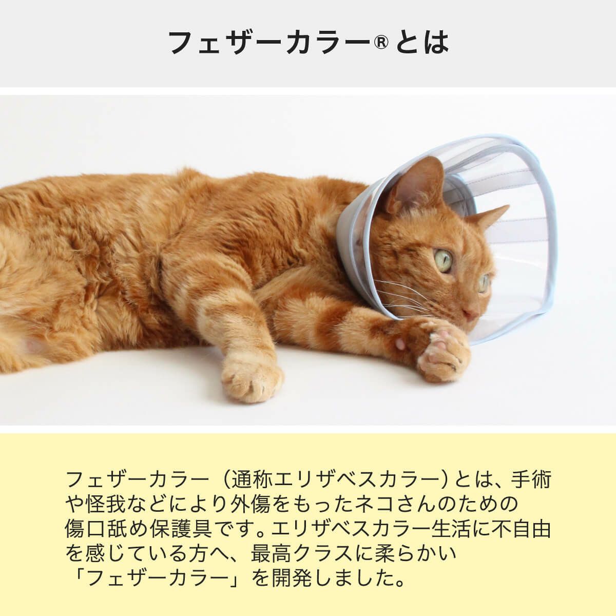 フェザーカラーとは