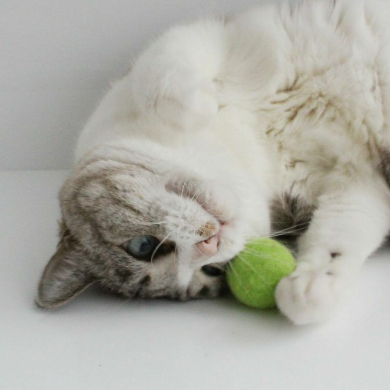 猫さんへのギフトに。猫用おもちゃねこずきころころ