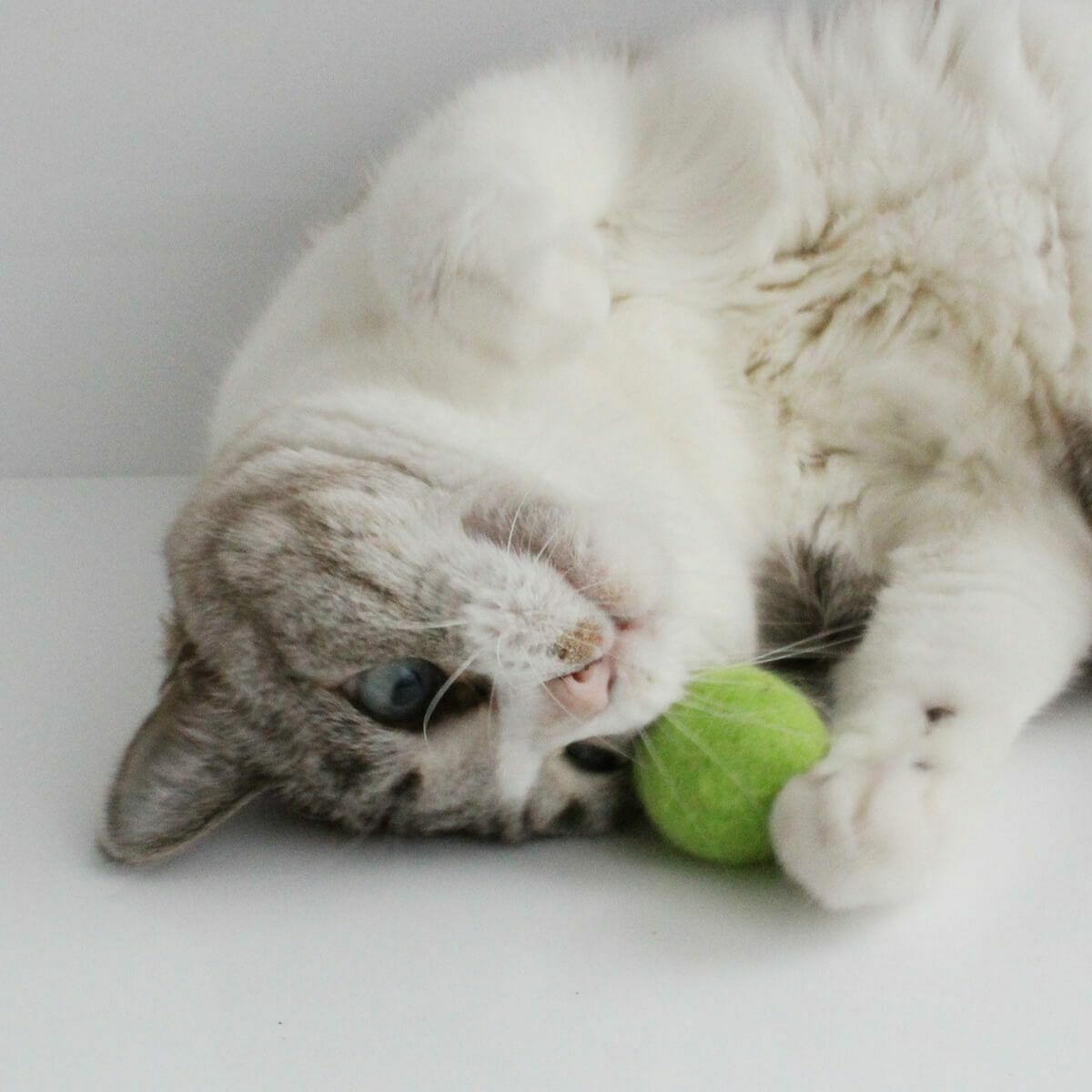 猫さんへのギフトに。猫用おもちゃねこずきころころ