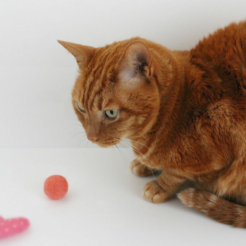 猫さんへのギフトに。猫用おもちゃねこずきころころ
