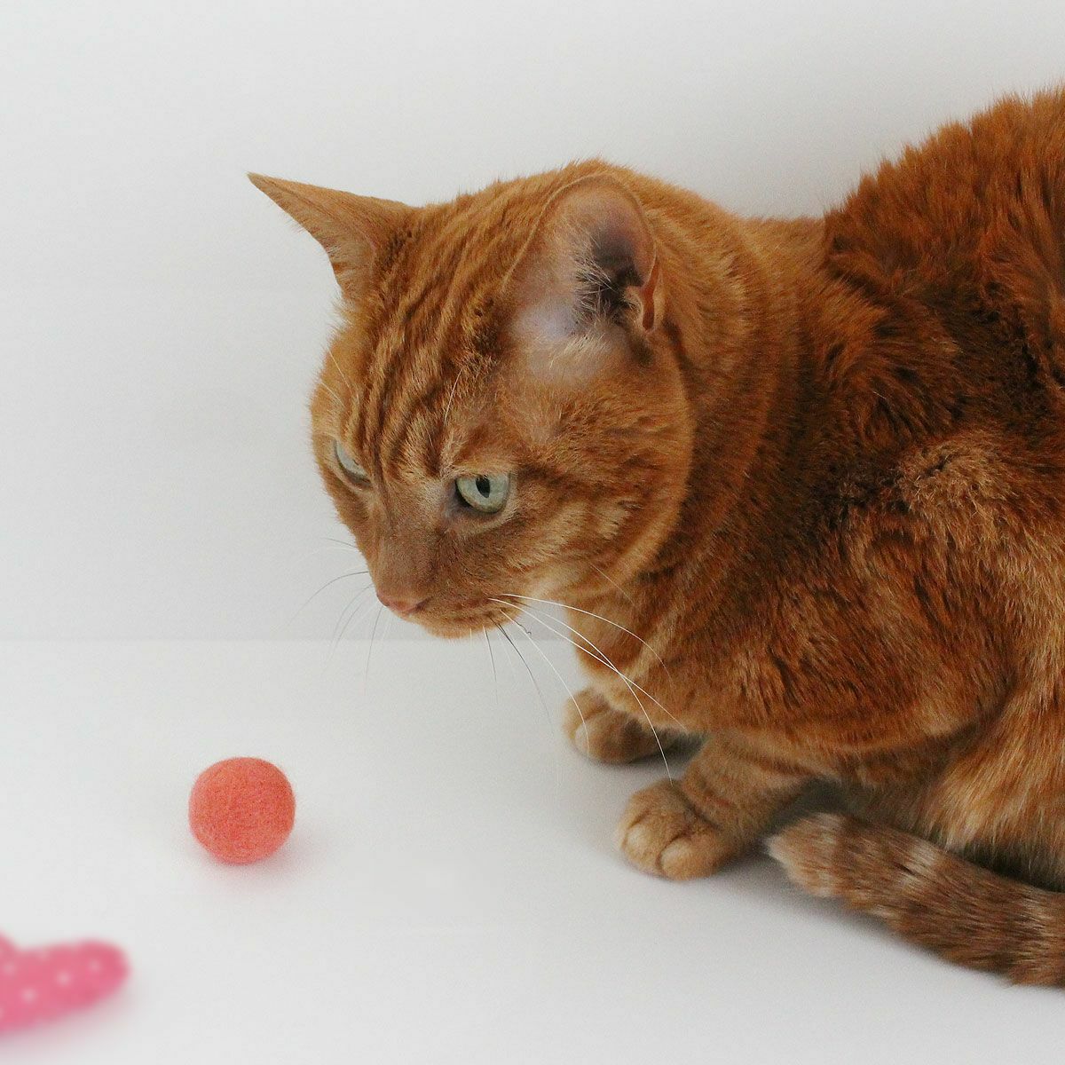 猫さんへのギフトに。猫用おもちゃねこずきころころ