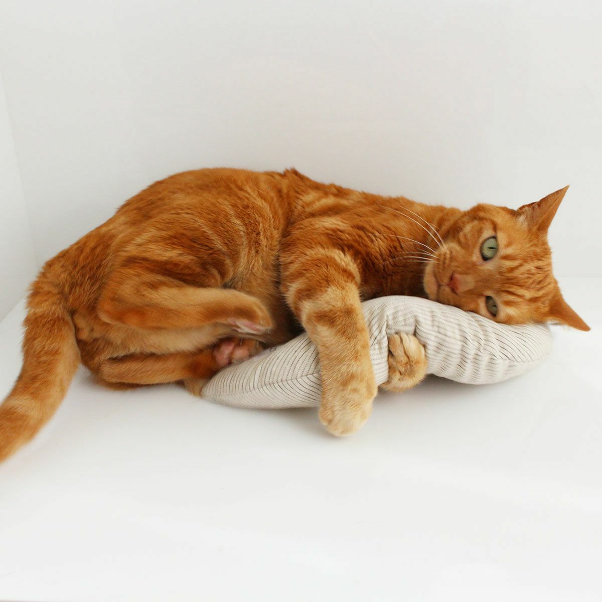 またたび不使用。猫用おもちゃみかづきけりけり