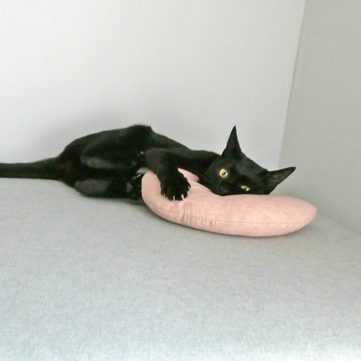 またたび不使用。猫用おもちゃみかづきけりけり