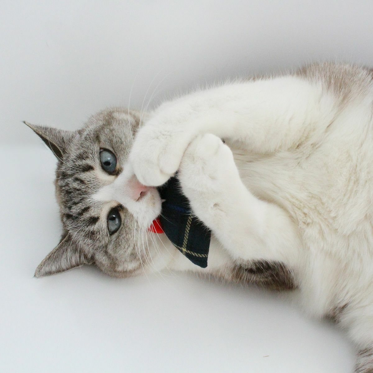 またたび不使用の猫用おもちゃ。おもちゃ2点セットねずみ・さかな