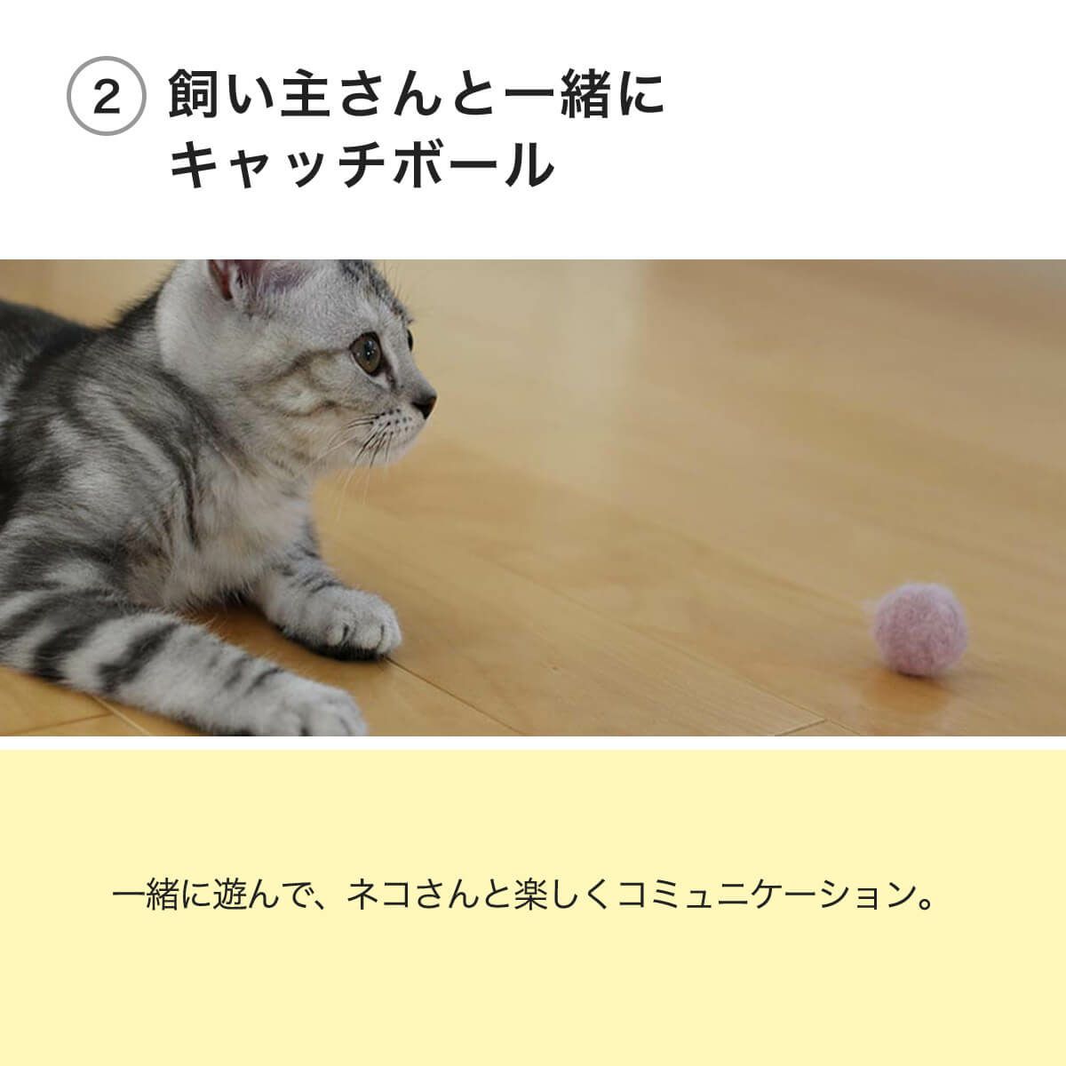 こねこころころは飼い主さんと一緒にキャッチボール