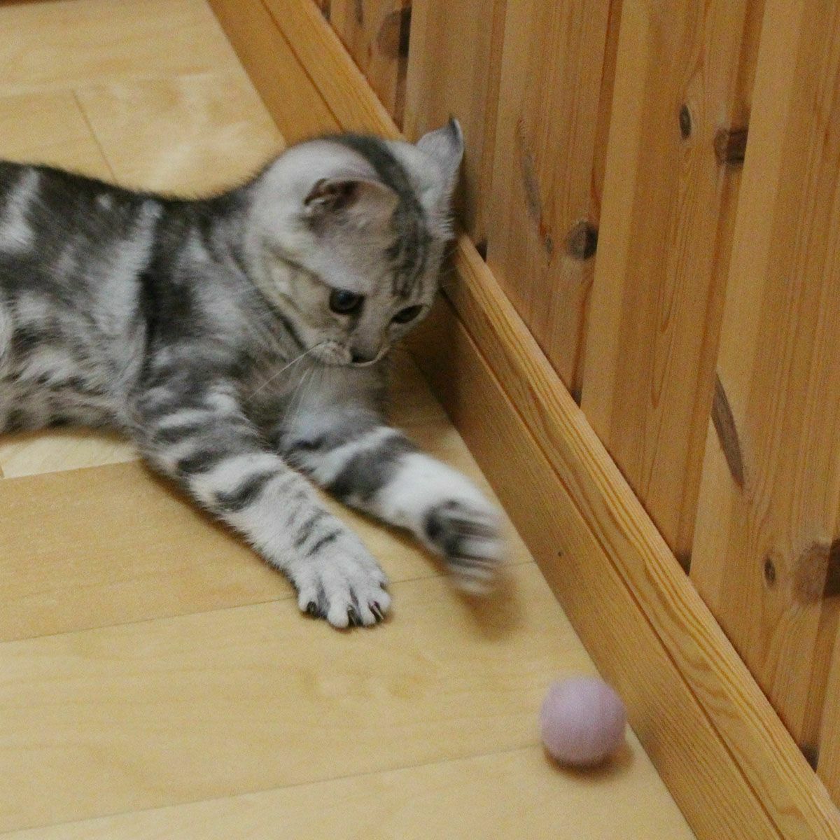 猫さんへのギフトに。猫用おもちゃこねこころころ