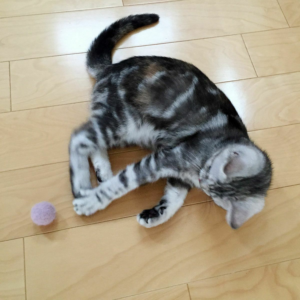 猫さんへのギフトに。猫用おもちゃこねこころころ