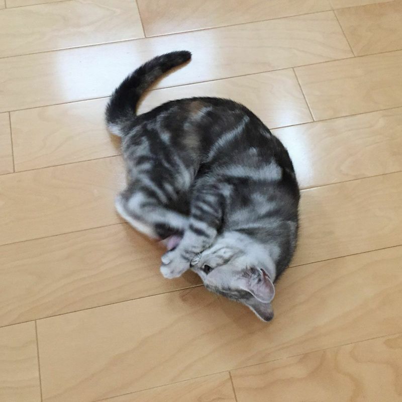 猫さんへのギフトに。猫用おもちゃこねこころころ