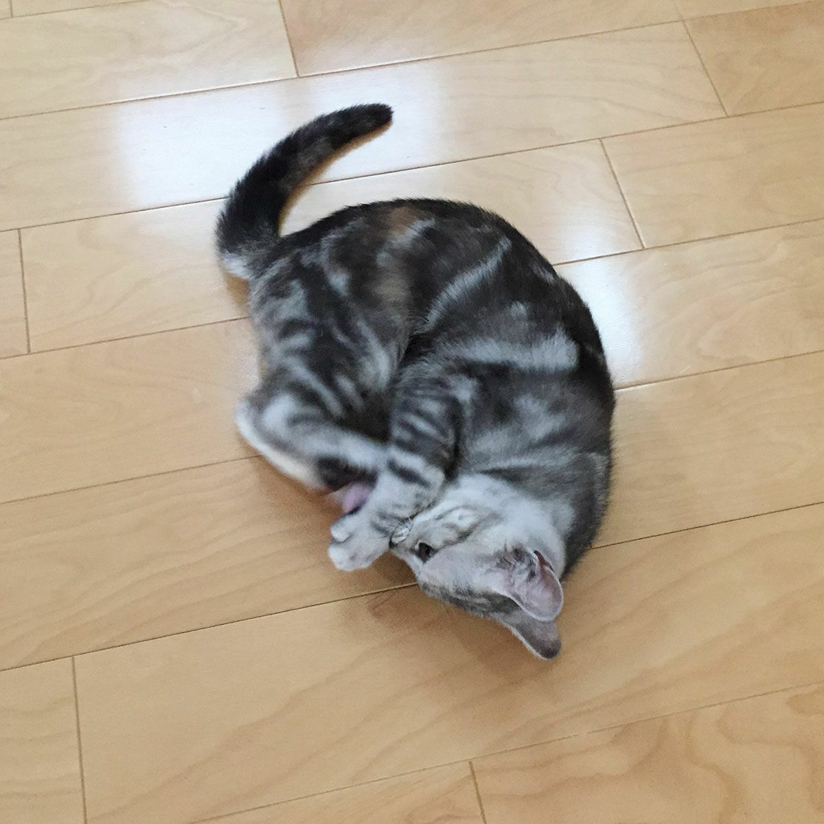 猫さんへのギフトに。猫用おもちゃこねこころころ