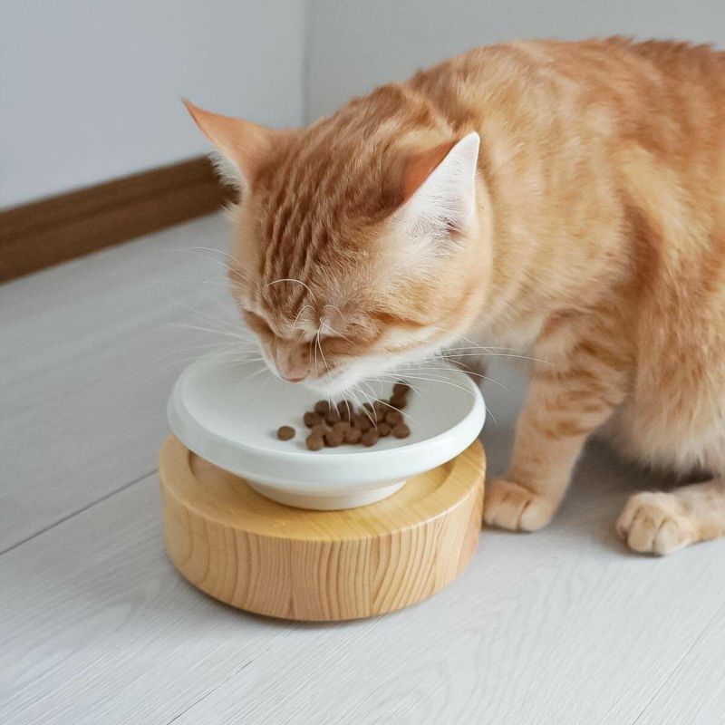 猫が食べやすい斜めの傾斜、磁器製のフードボウル。重さがあるからひっくり返らない。