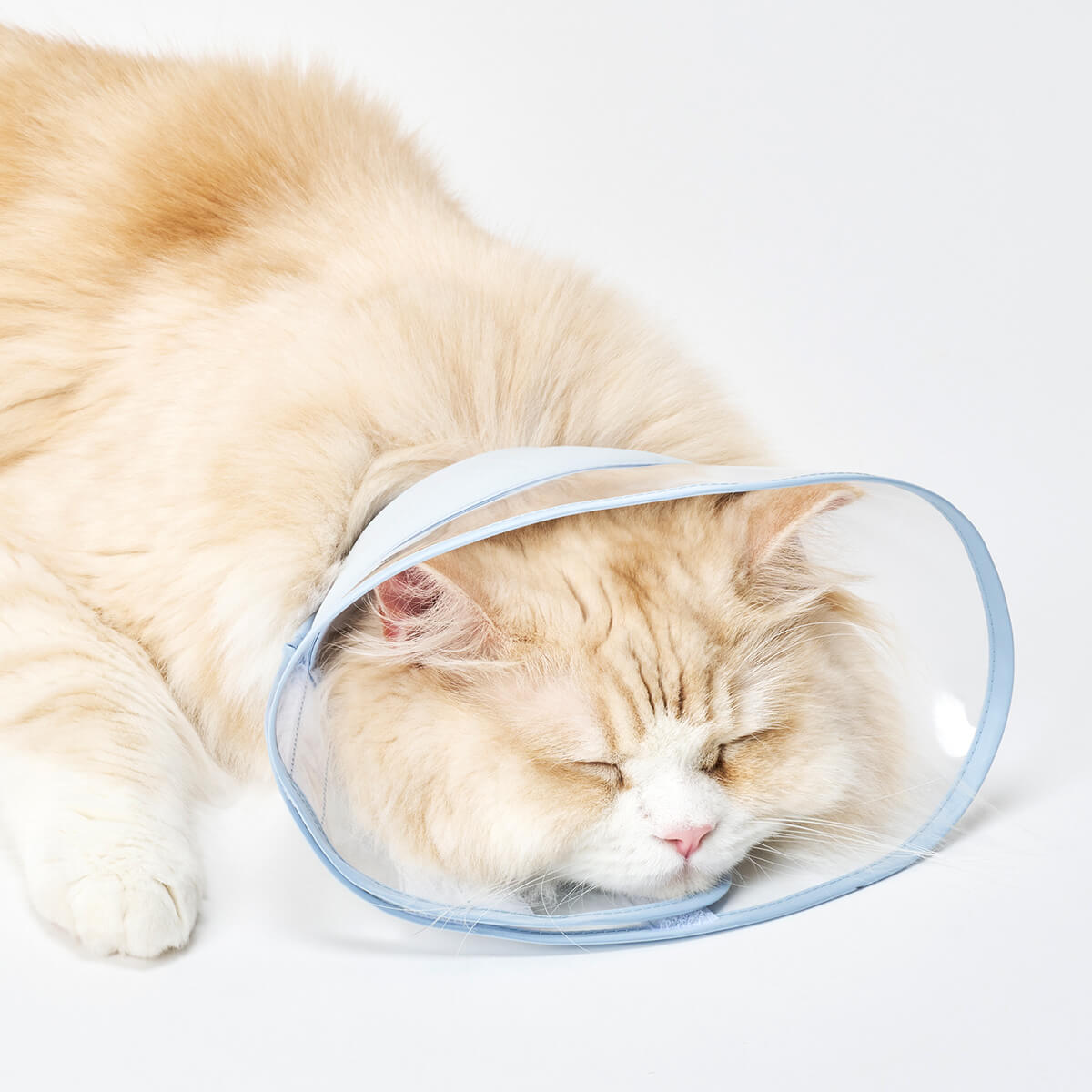 軽くて柔らかい猫のエリザベスカラー