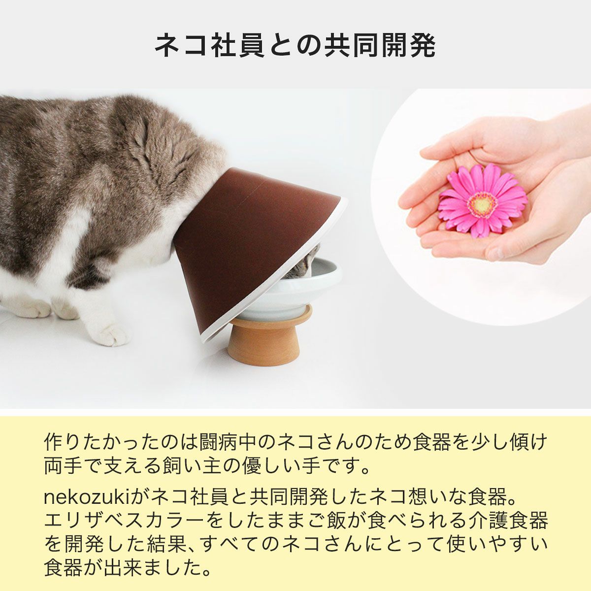 猫用磁器製食器nekozukiオリジナル水飲みボウルはネコ社員と共同開発
