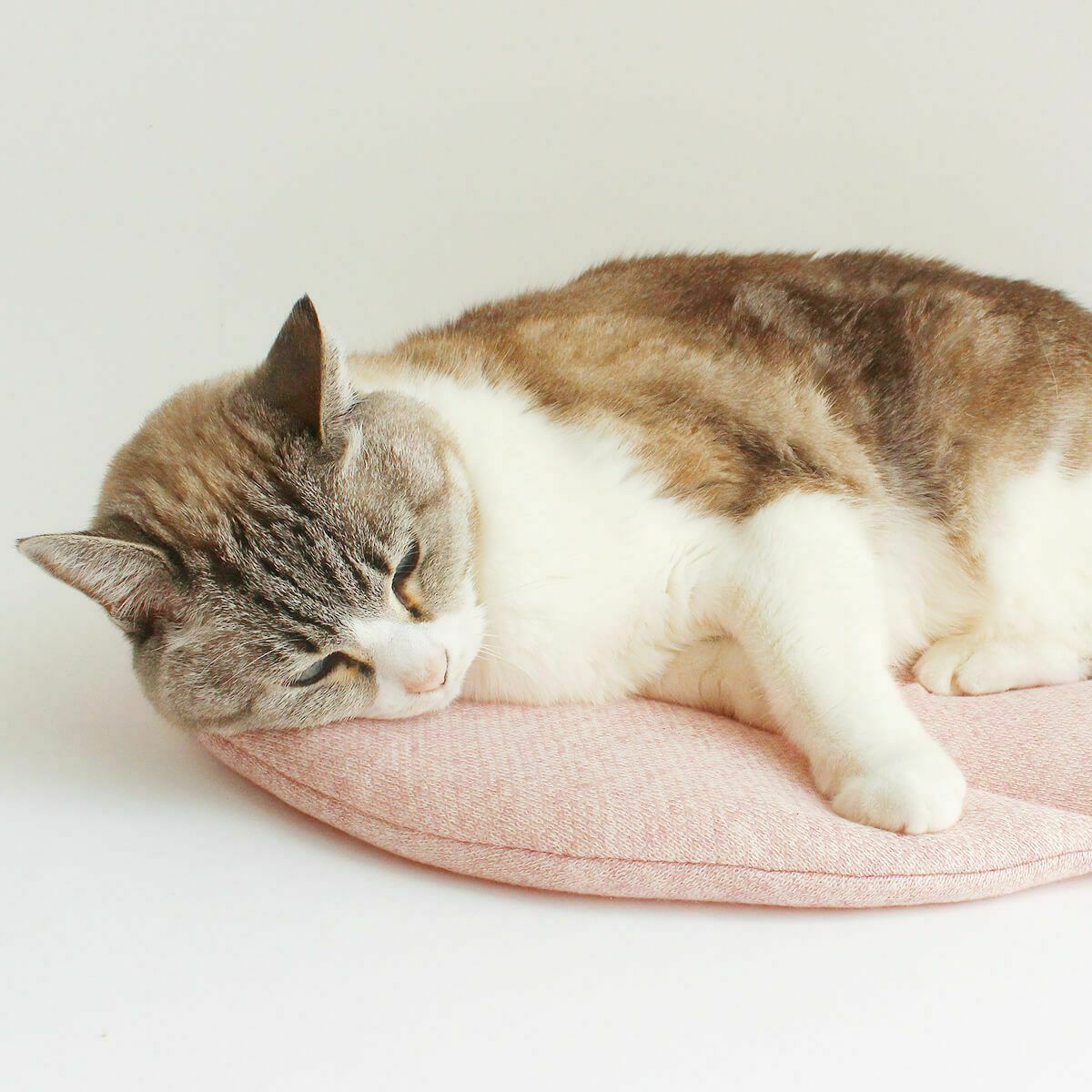 電気を使わない、あったか防寒グッズ。猫用マットぽかぽかマットPOCKET