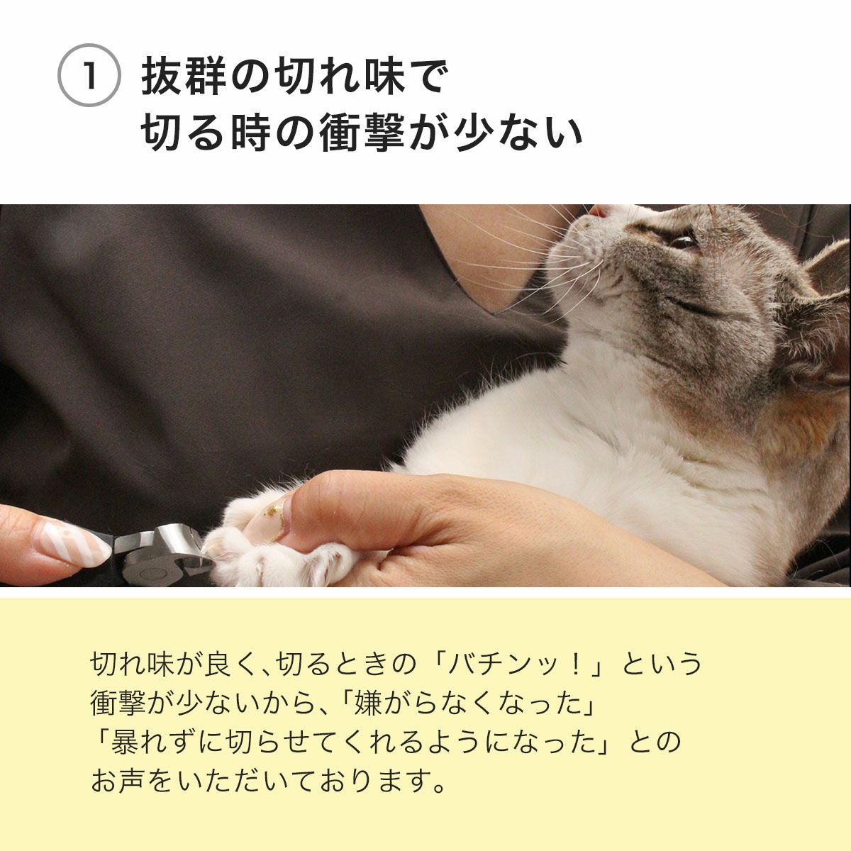猫の爪切りが怖い初心者におすすめ。SUWADA製ニッパー