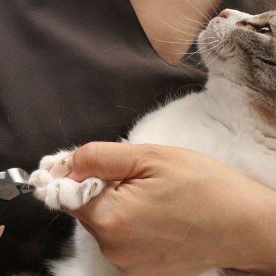 なぜネコは爪切りを嫌がる Nekozuki ねこずき 猫用品の販売