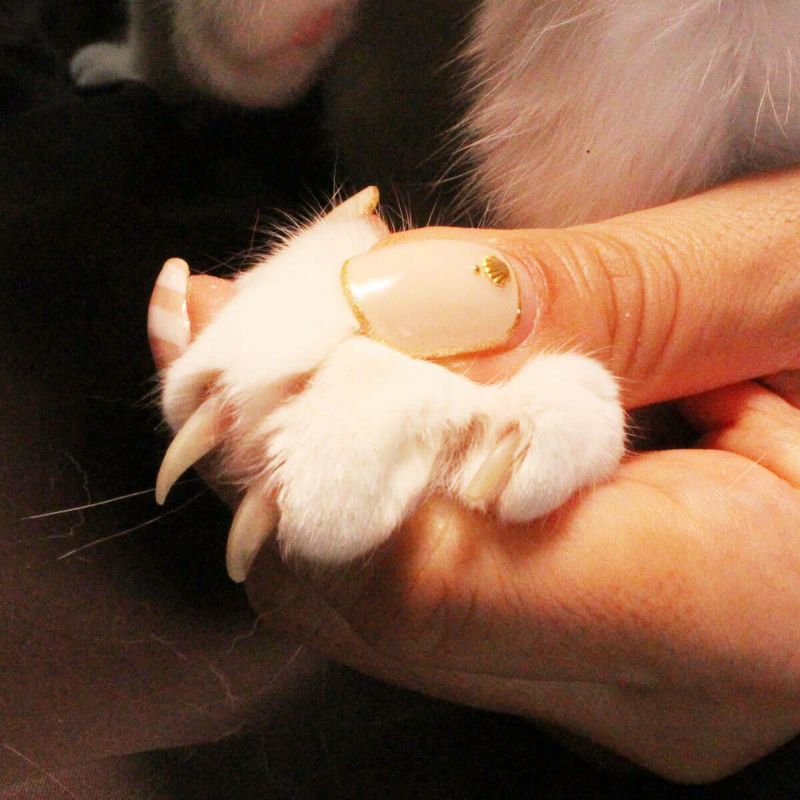 SUWADA 猫専用 nekozuki ねこずきつめきり ニッパー 猫 爪切り 国産 SUWADA nekozuki 限定モデル ねこずきつめきり