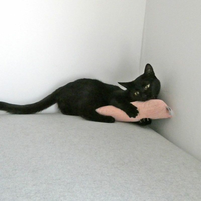 またたび不使用。猫用おもちゃねこずきけりけり