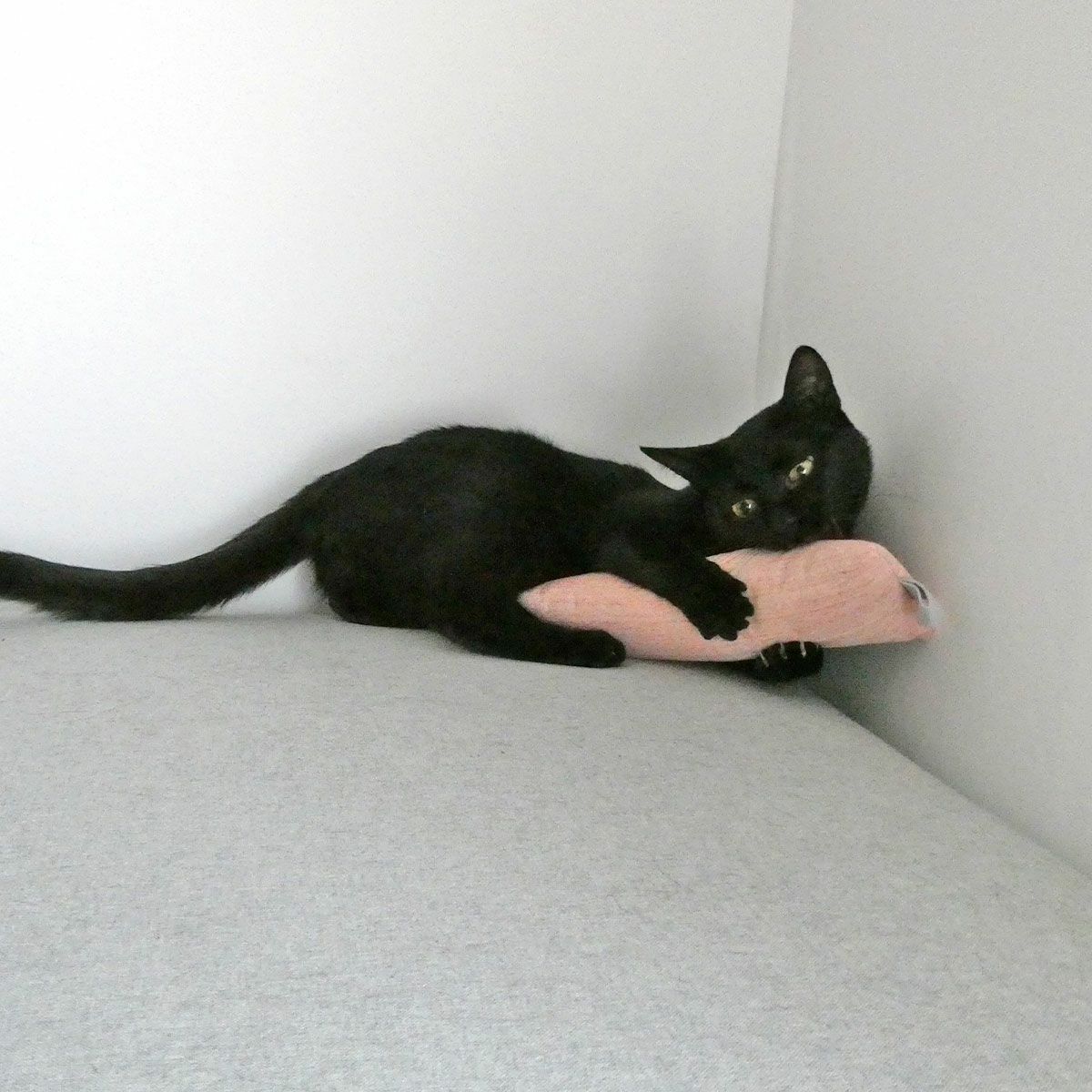 またたび不使用。猫用おもちゃねこずきけりけり