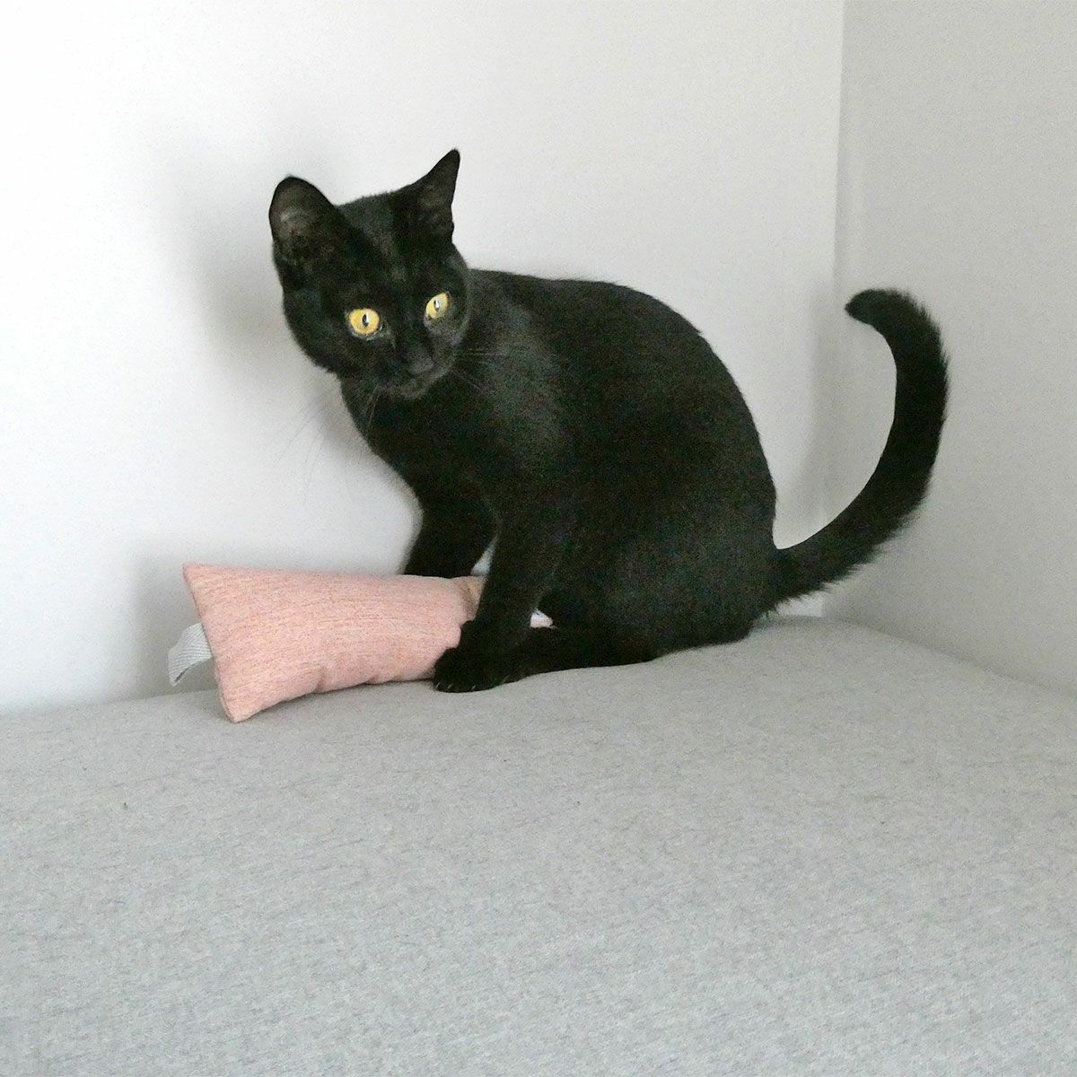 またたび不使用。猫用おもちゃねこずきけりけり