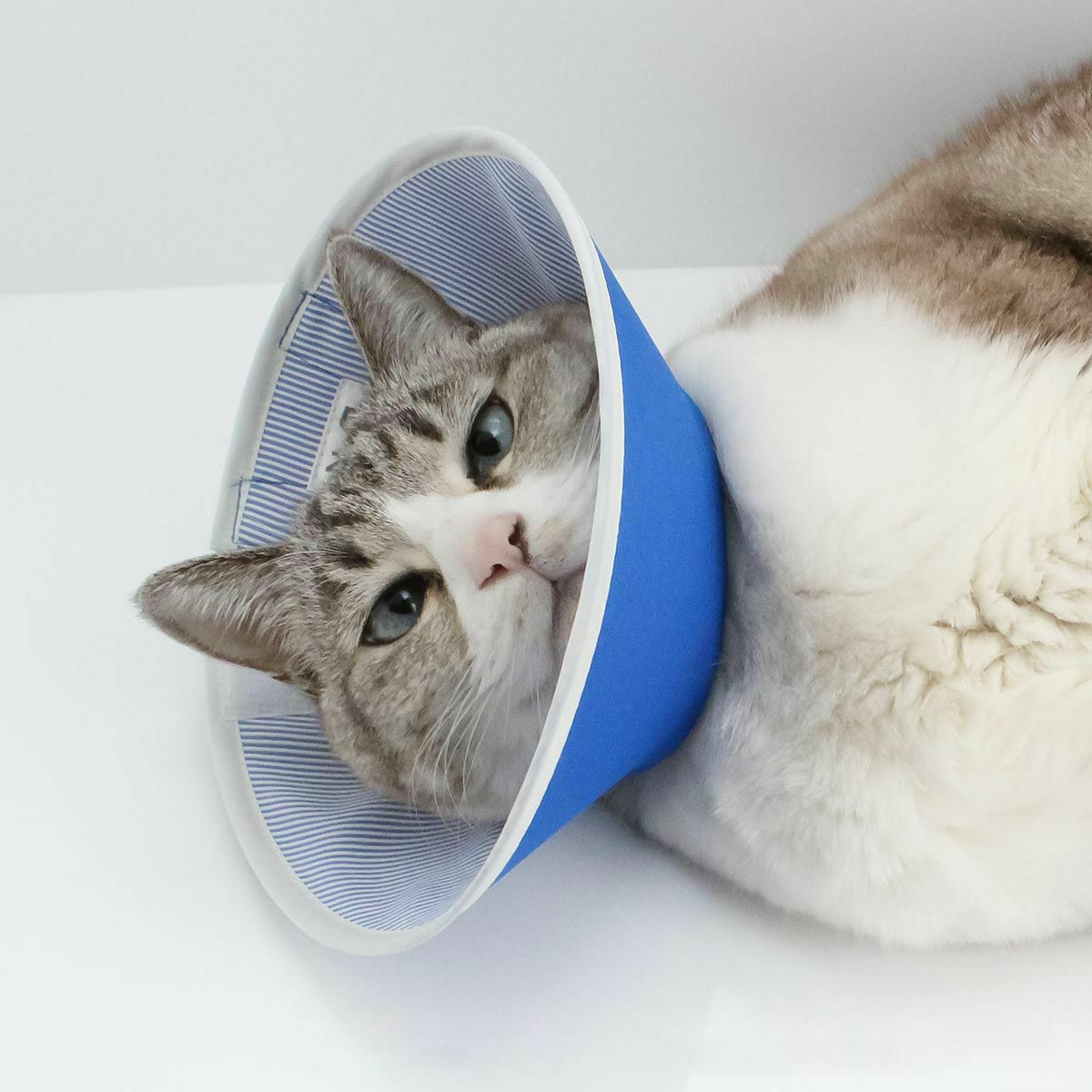 セミオーダーエリザベスカラー。フェザーカラー【布・スタンダード】