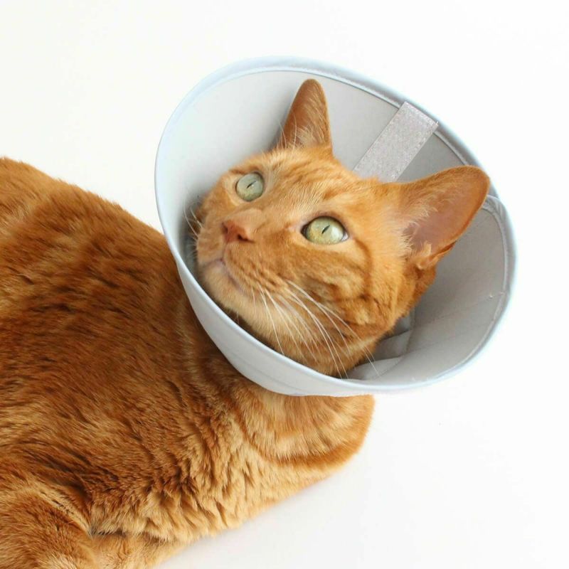 セミオーダーエリザベスカラー。フェザーカラー【布・スタンダード】