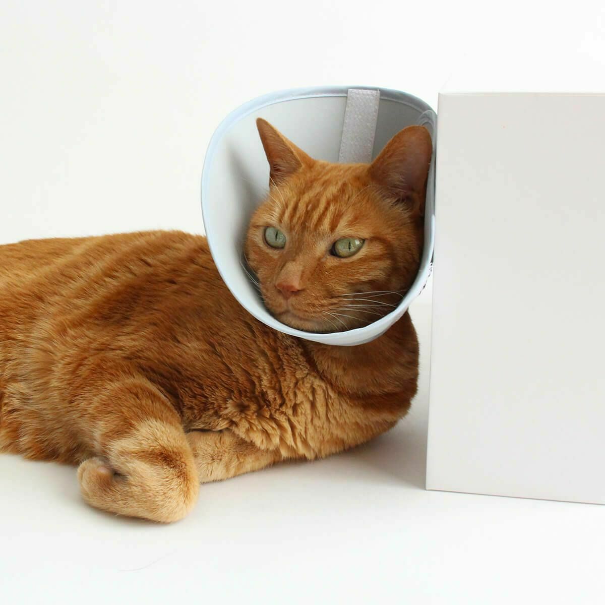 セミオーダーエリザベスカラー。フェザーカラー【布・スタンダード】