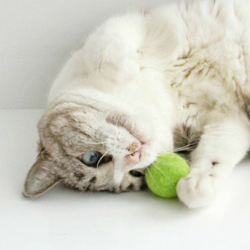 ネコが喜ぶおもちゃセット。ねこずきけりけり付おもちゃ4点セット