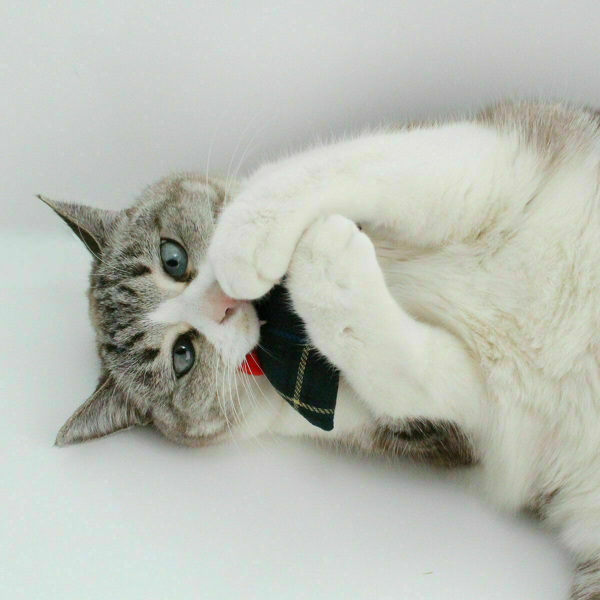 ネコが喜ぶおもちゃセット。ねこずきけりけり付おもちゃ4点セット