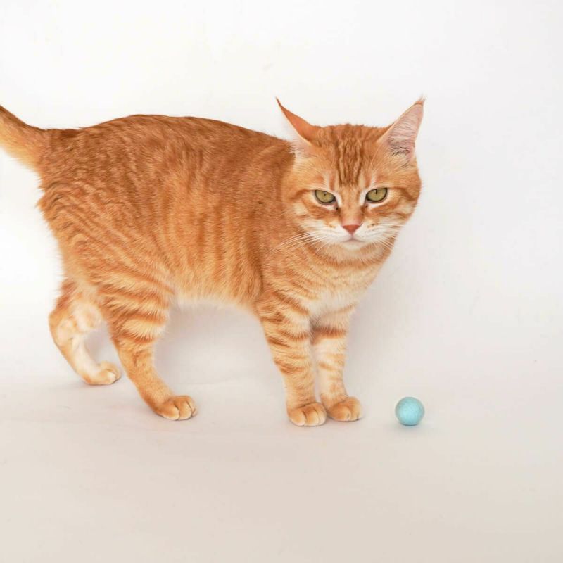 ネコが喜ぶおもちゃセット。ねこずきけりけり付おもちゃ4点セット