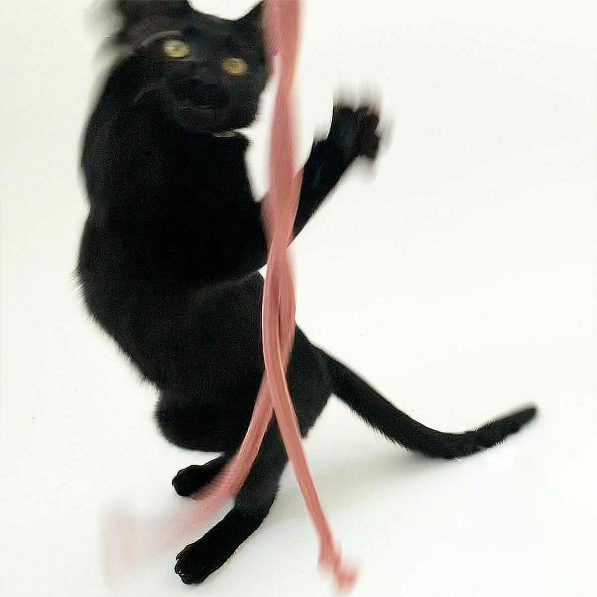ネコが喜ぶおもちゃセット。ねこずきけりけり付おもちゃ5点セット