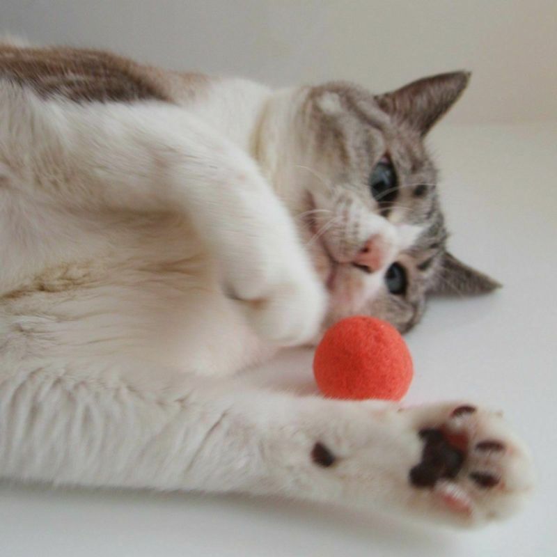 ネコが喜ぶおもちゃセット。ねこずきけりけり付おもちゃ5点セット