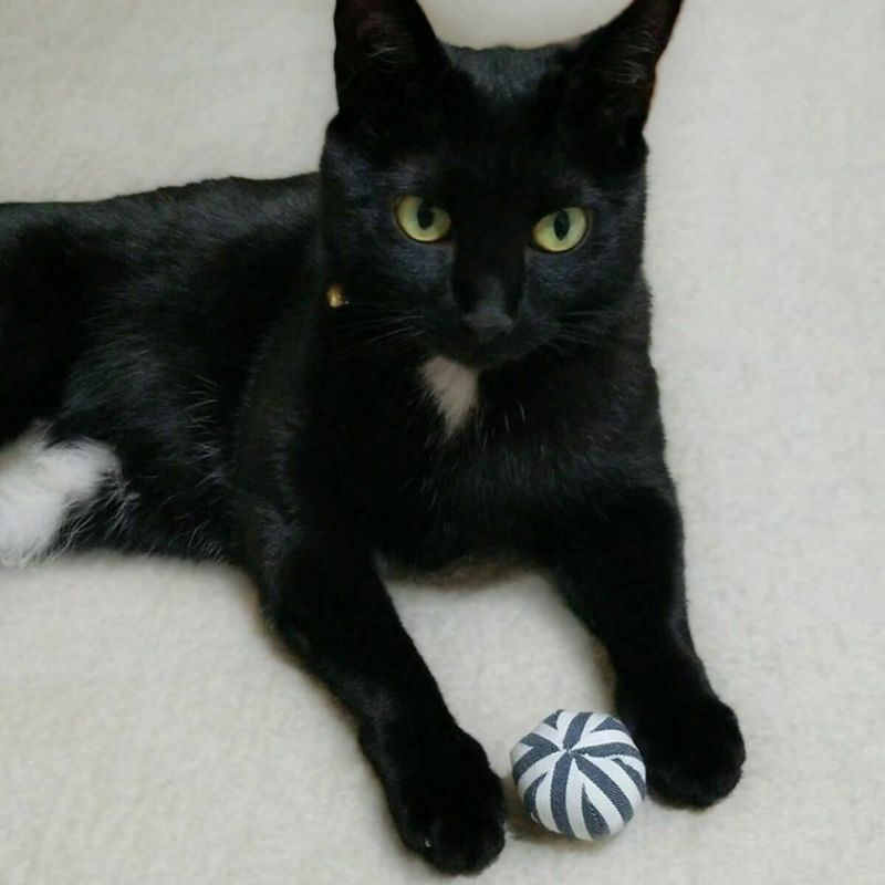 ネコが喜ぶおもちゃセット。ねこずきけりけり付おもちゃ5点セット