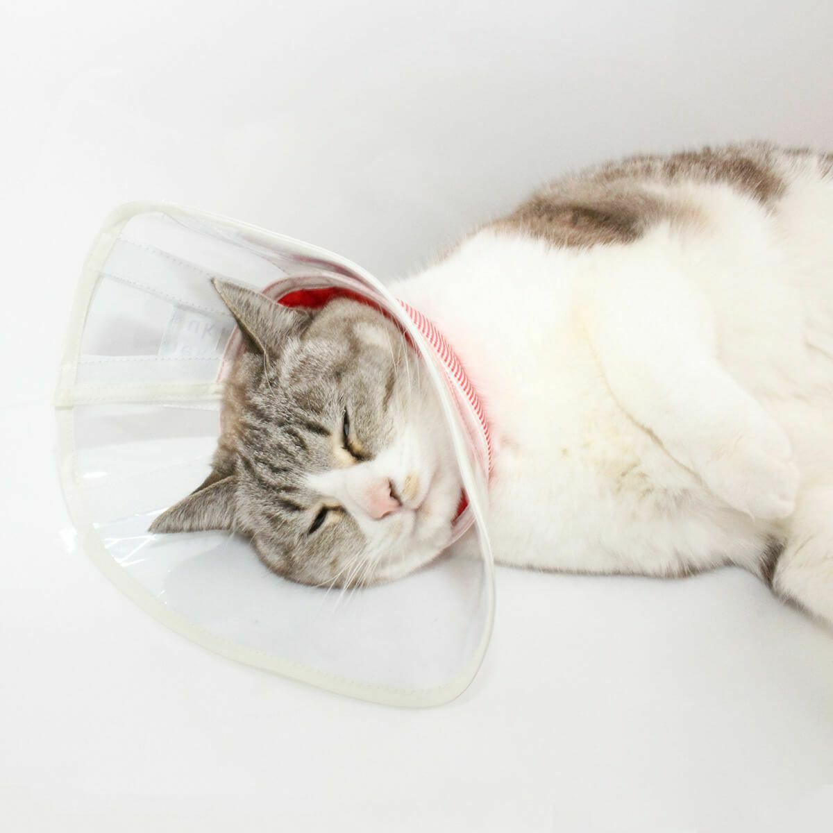 セミオーダーエリザベスカラー。フェザーカラー【透明・ソフト】